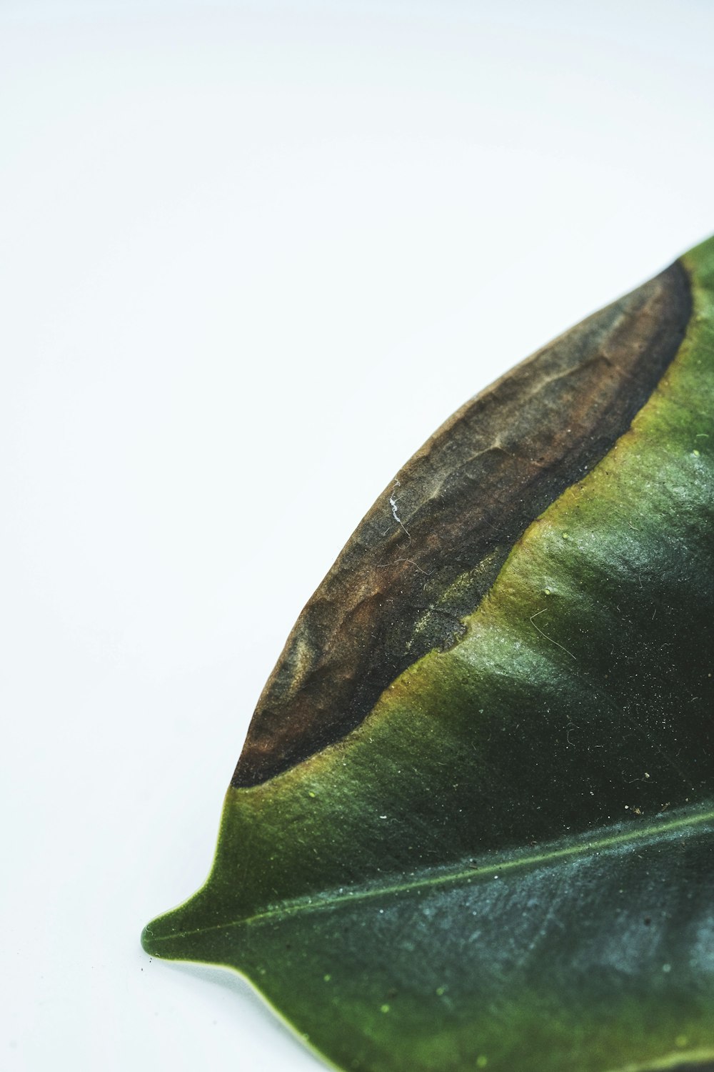 green and brown leaf in white background