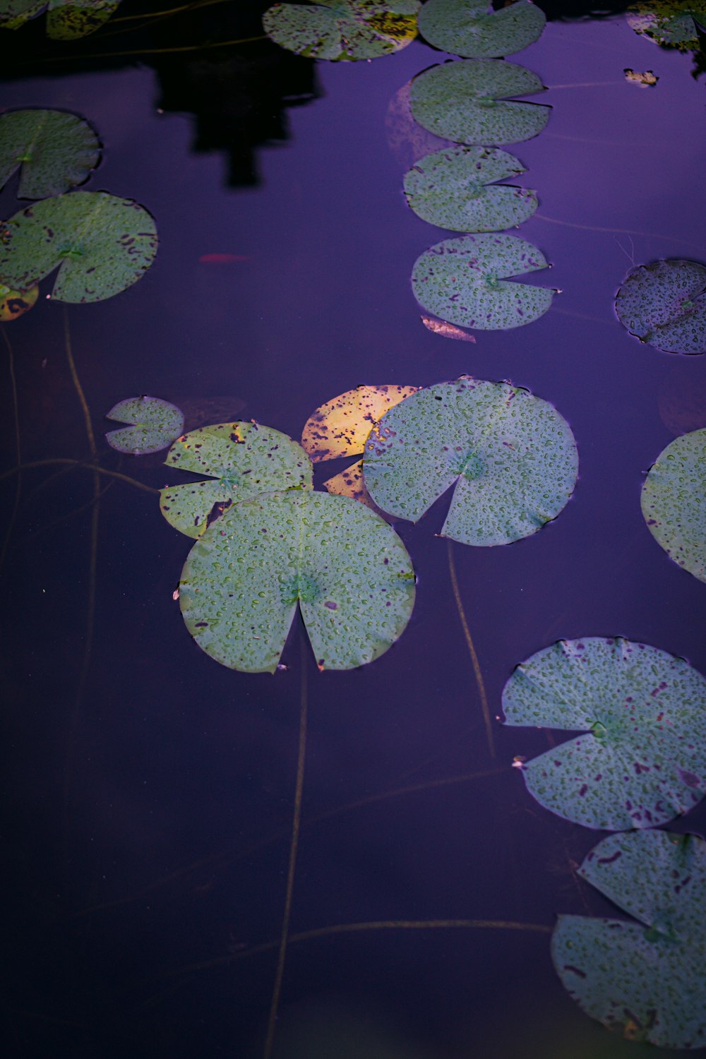 green and purple water droplets