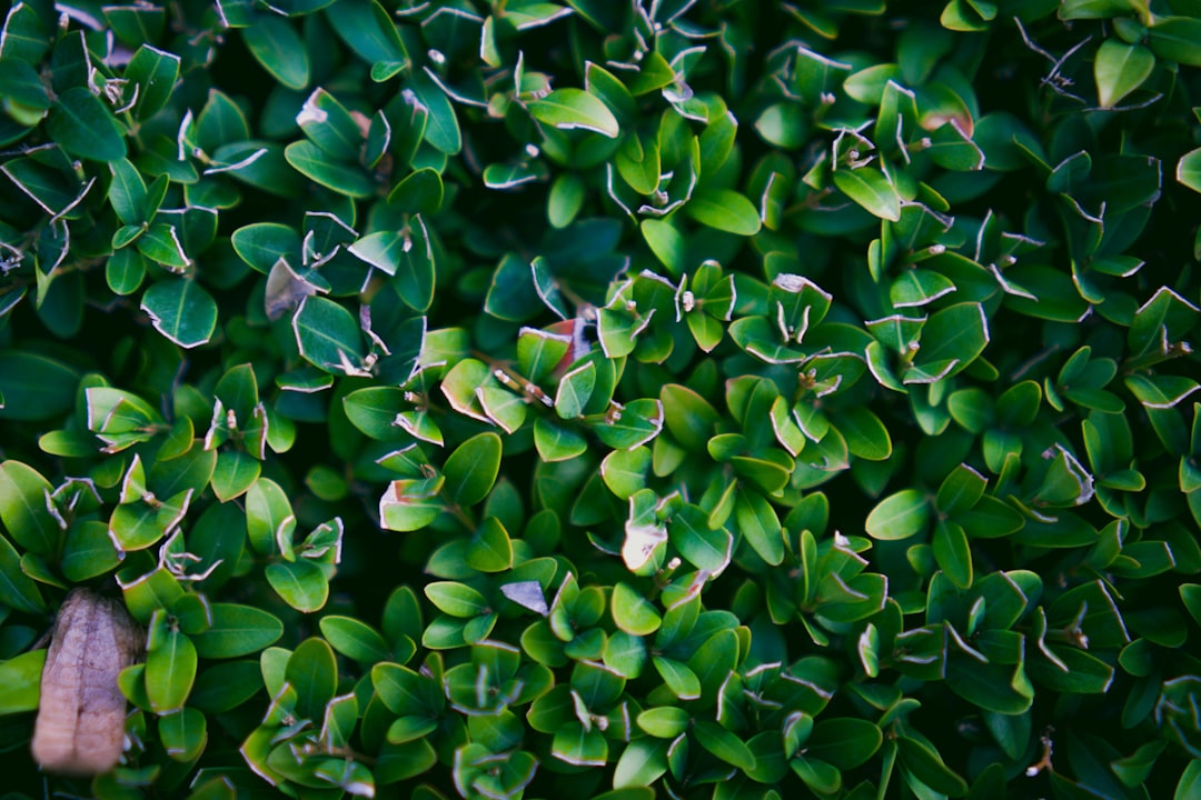 green plant with white flowers