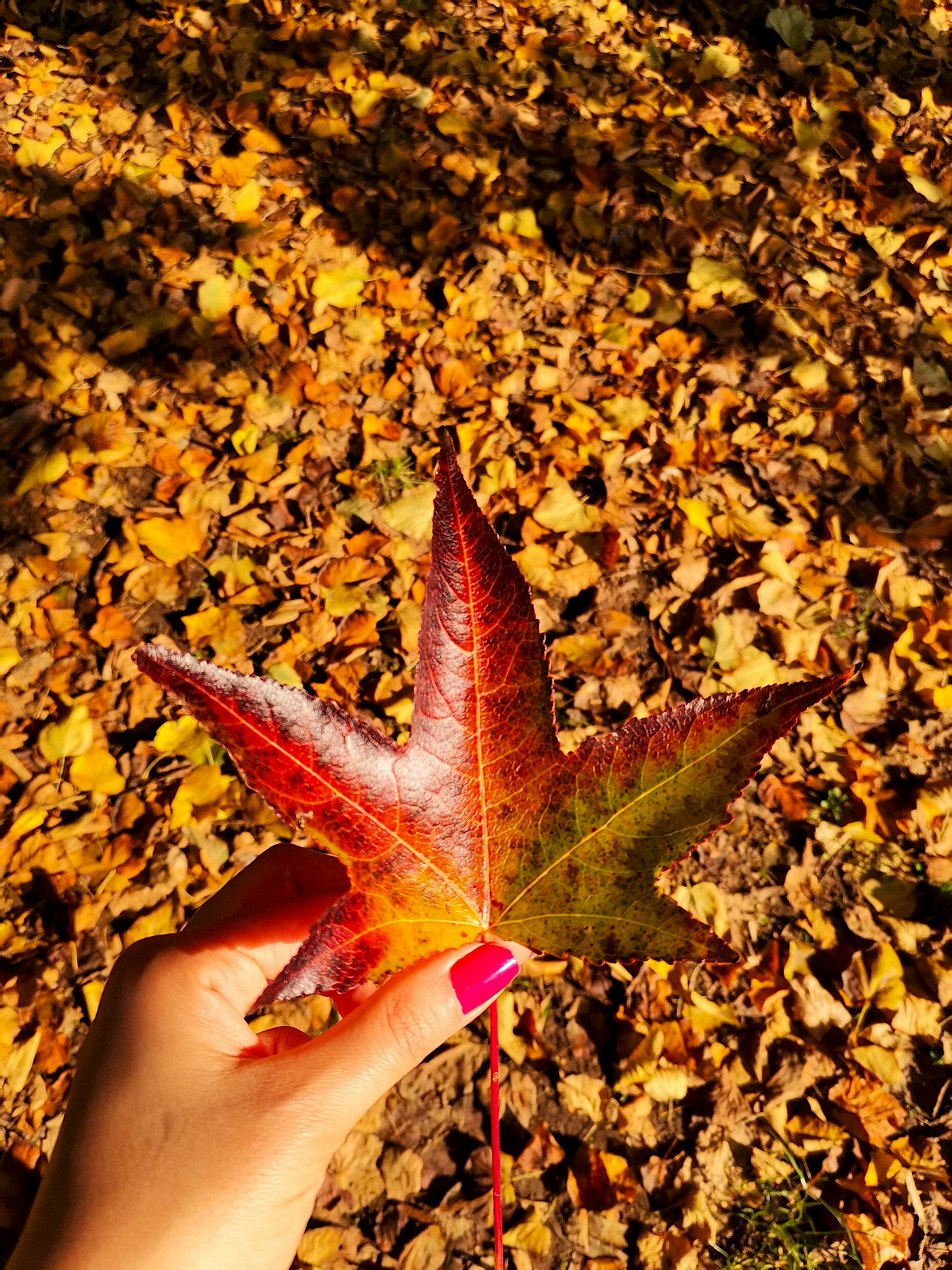 feuille d’érable rouge sur champ de fleurs jaunes