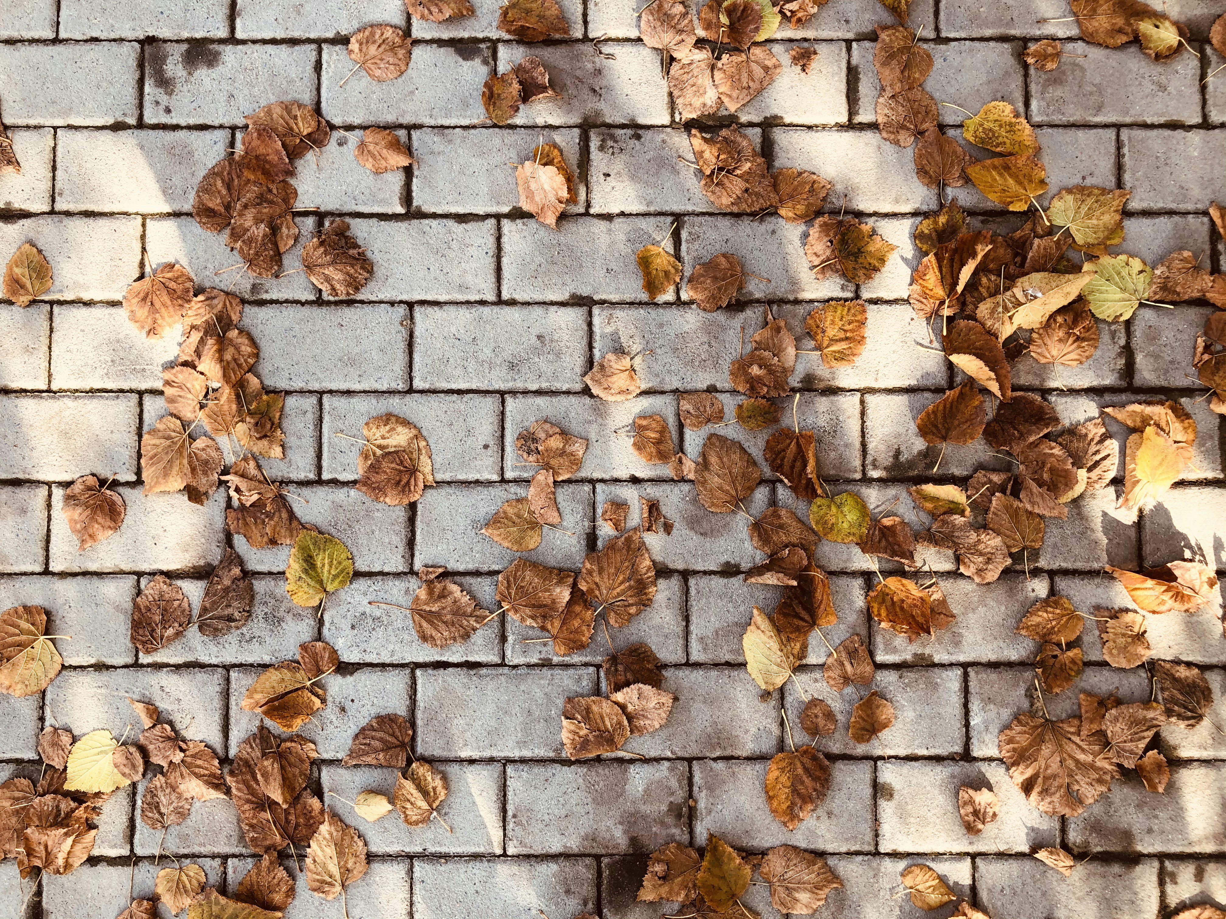 feuilles séchées brunes sur un mur de briques blanches