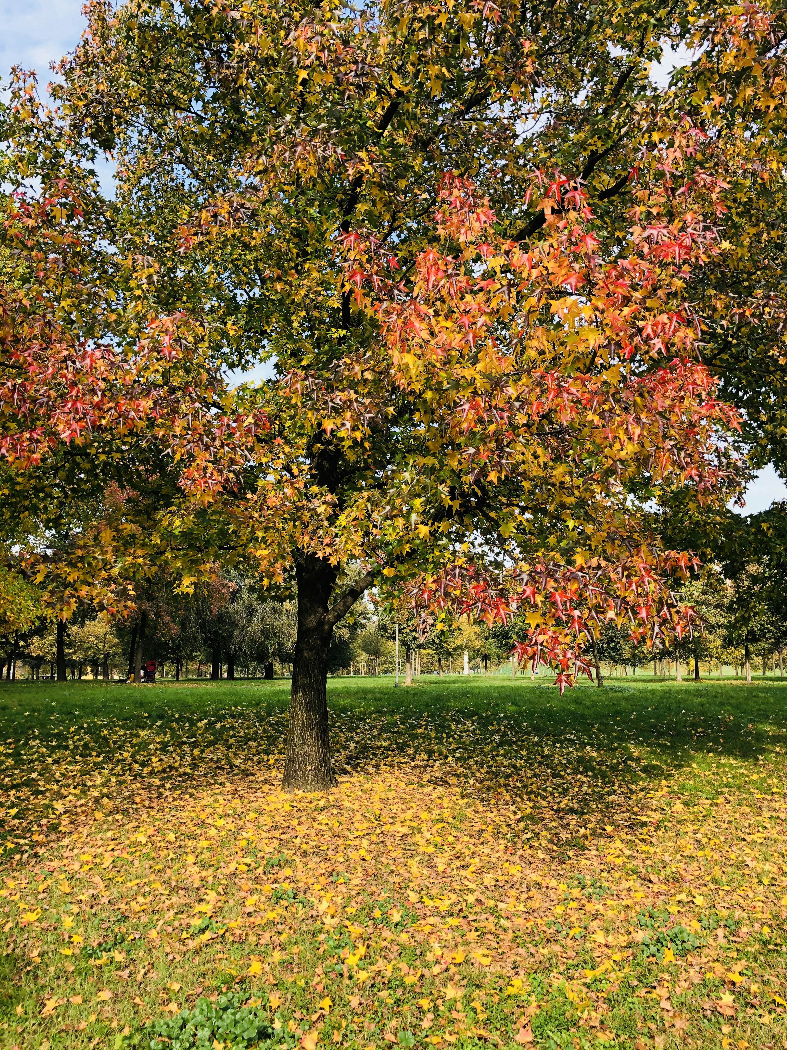 feuilles rouges et jaunes sur un champ d’herbe verte