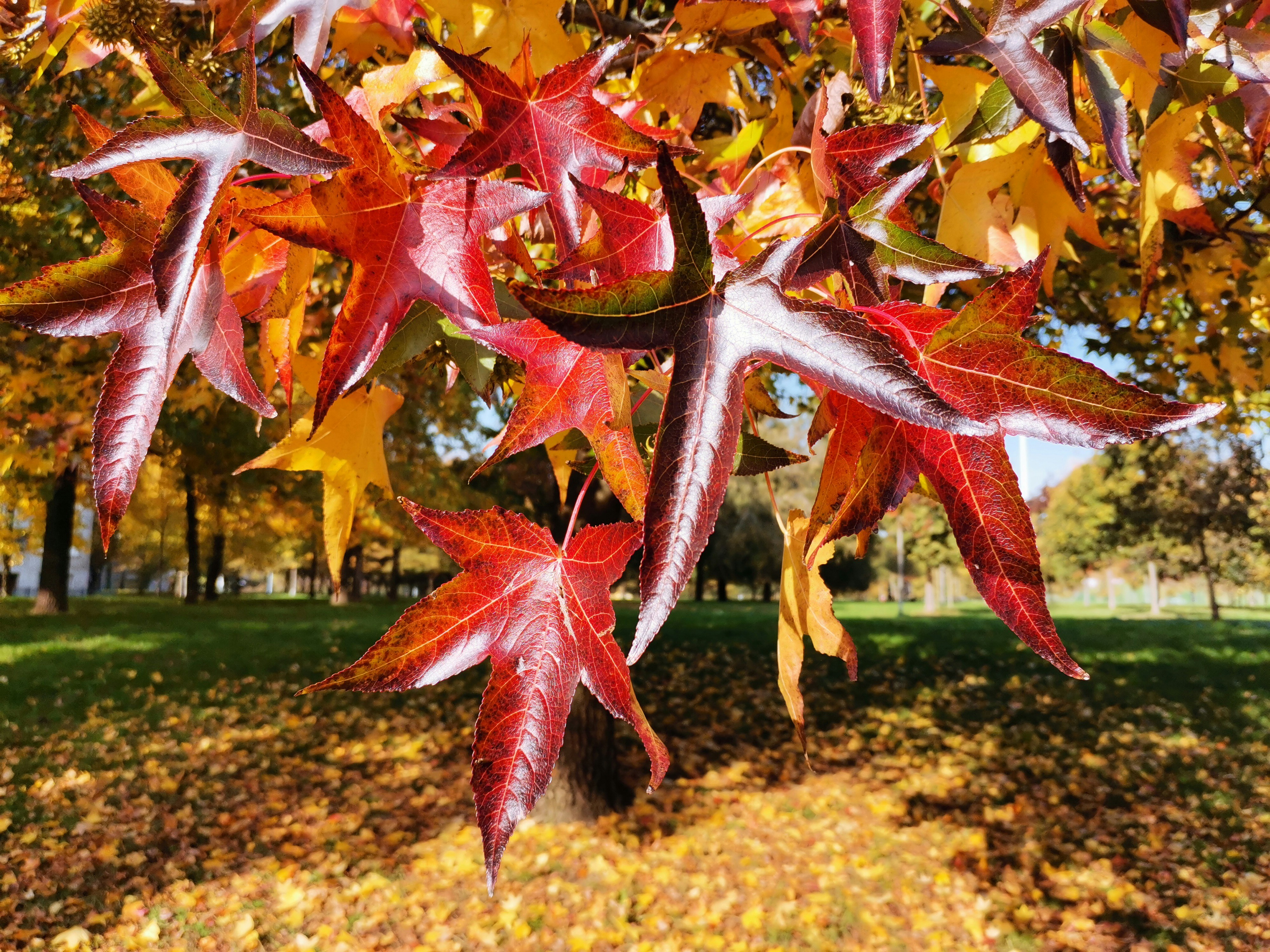 feuilles d’érable rouges et jaunes sur le sol