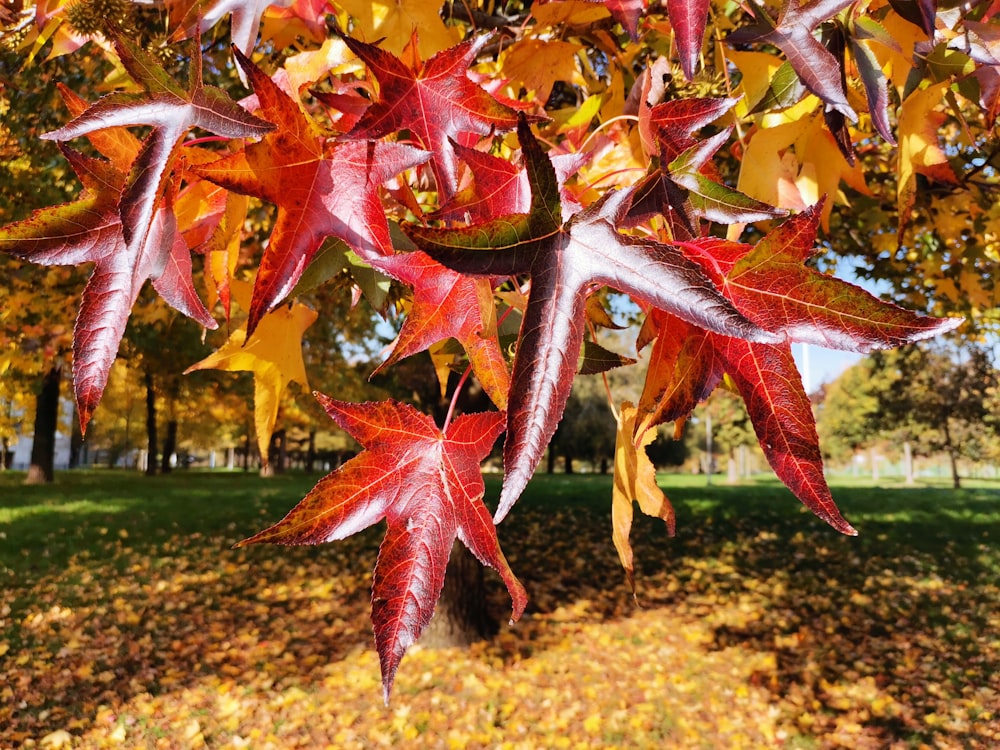 red and yellow maple leaves on ground