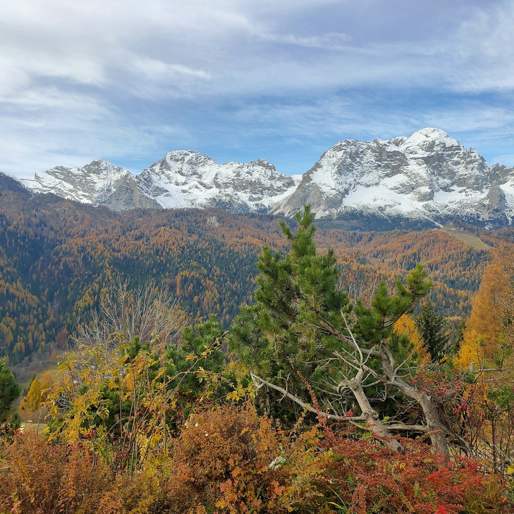 green trees and mountain under white clouds during daytime