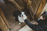 A veterinarian examining a happy dog in a bright clinic room.