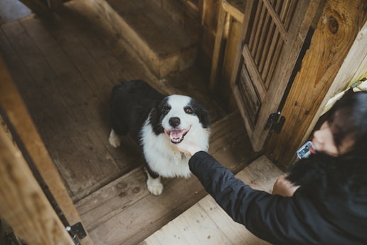 A black and white dog with a happy expression is being petted by a person. The dog is standing on wooden flooring within a rustic, wooden structure. The person's hand is reaching out to the dog's chin, and the person is partially visible, wearing a dark jacket.