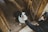A black and white dog with a happy expression is being petted by a person. The dog is standing on wooden flooring within a rustic, wooden structure. The person's hand is reaching out to the dog's chin, and the person is partially visible, wearing a dark jacket.