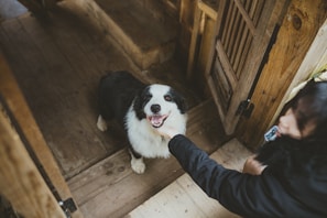 A veterinarian examining a happy dog in a bright clinic room.