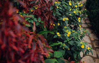 A garden designer arranging colorful plants along a stone pathway.