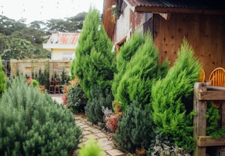 A garden path lined with lush, green coniferous plants leads to a wooden building on the right. The building's rustic appearance is complemented by bright yellow chairs and a wooden table on a patio area. In the background, there is a taller wooden fence and additional trees, with a small roofed structure behind them.