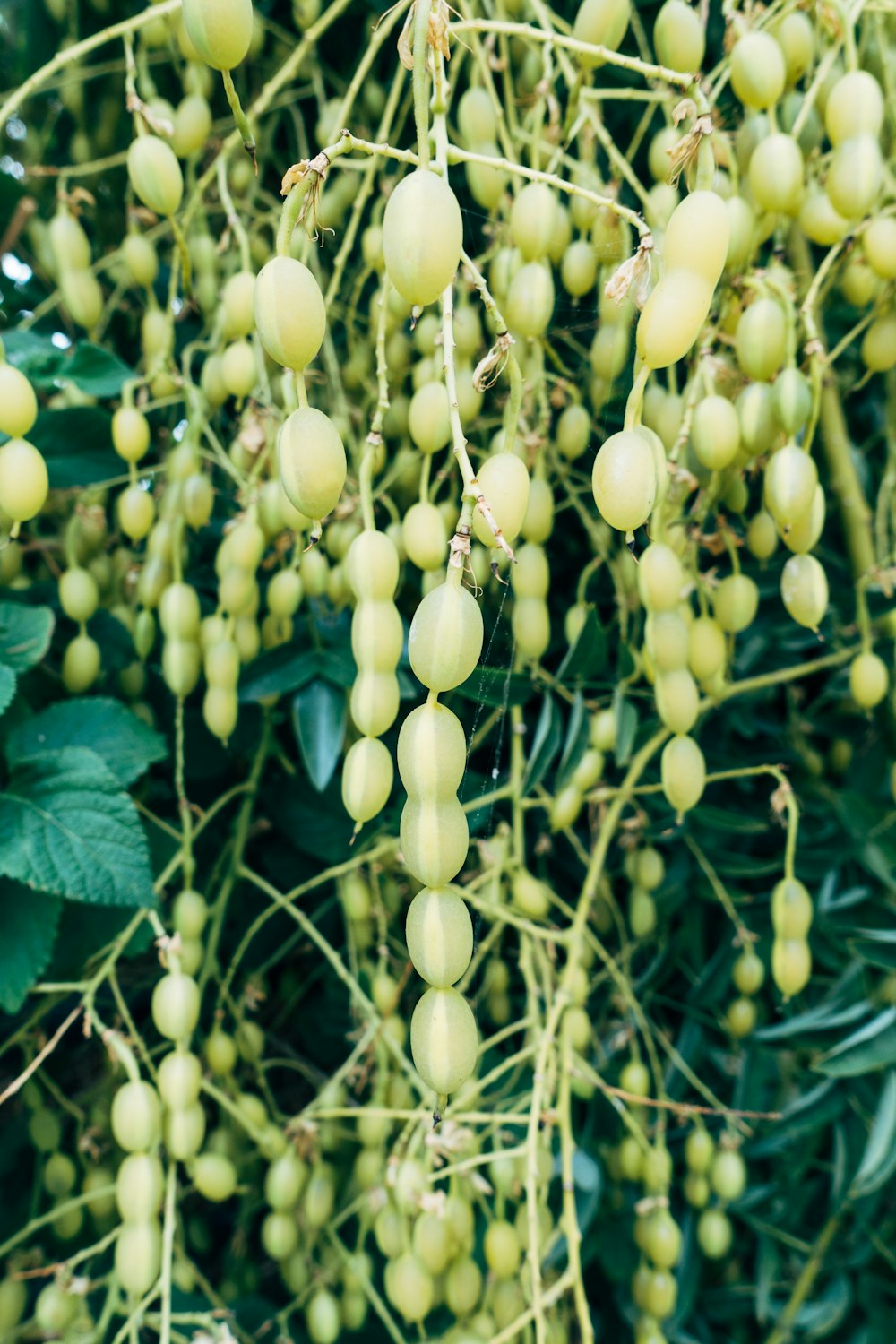 yellow round fruits on green leaves during daytime