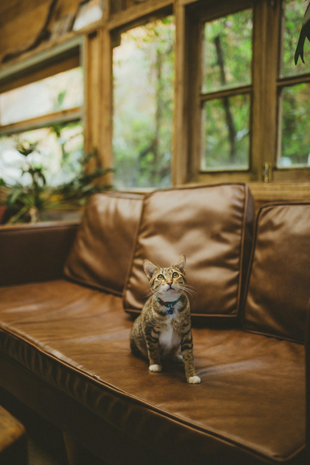 brown tabby cat on brown leather couch