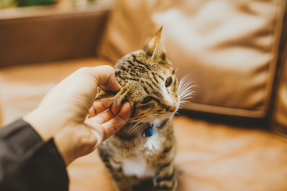 person holding silver tabby cat