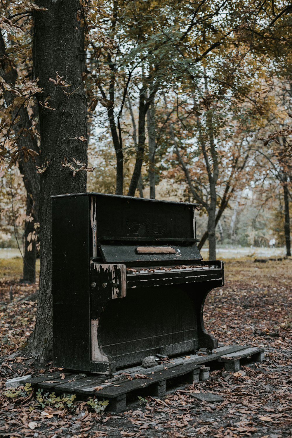 black wooden bench near trees during daytime