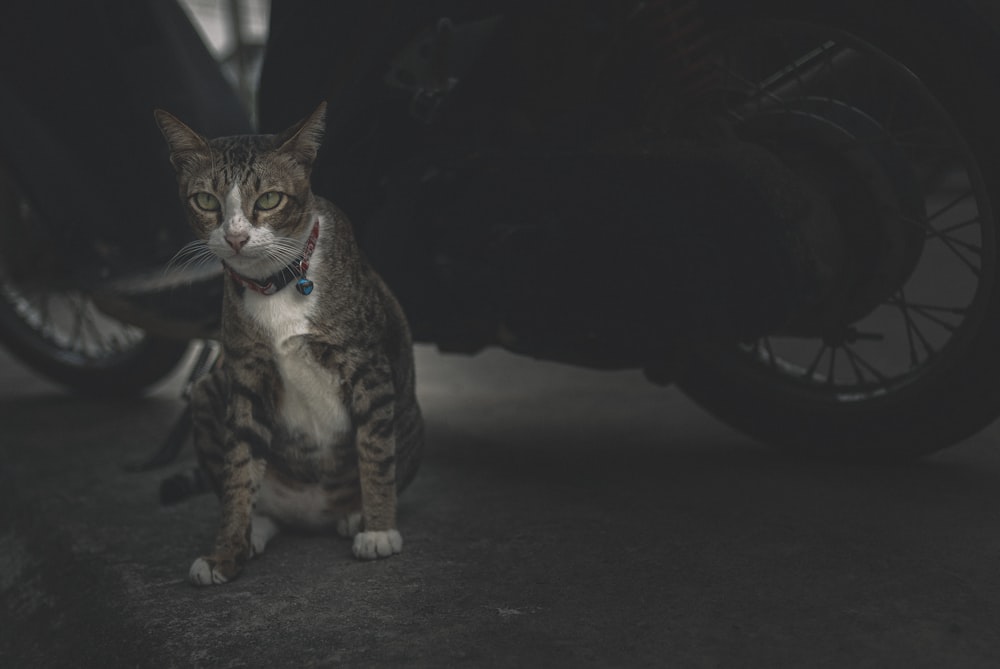 brown tabby cat on black floor