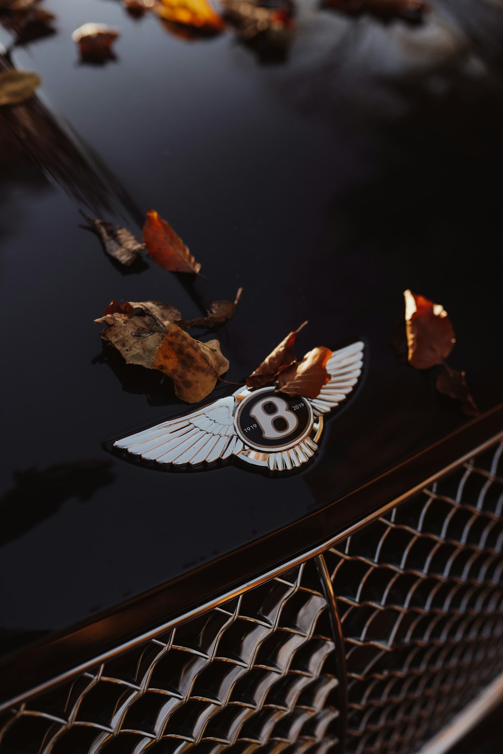 white and black striped bird on brown dried leaves