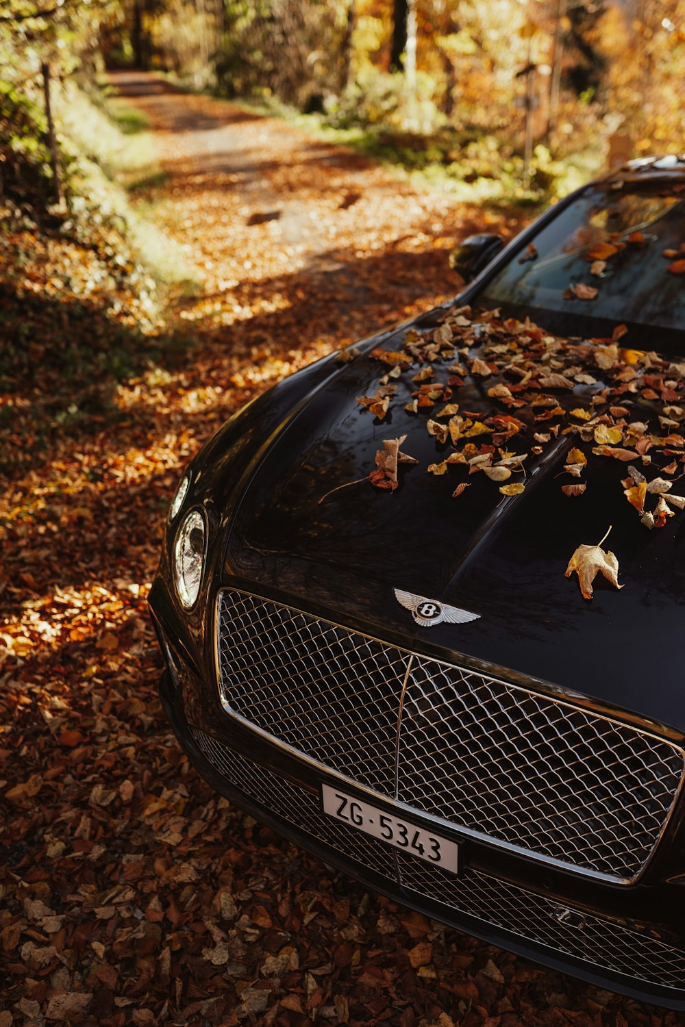 지상에 마른 나뭇잎이있는 검은 BMW 자동차