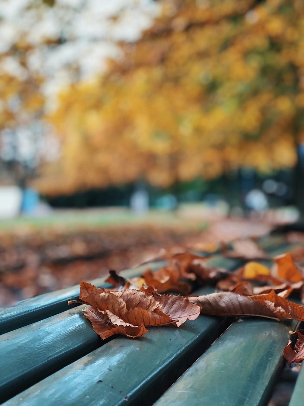 brown dried leaves on green wooden fence