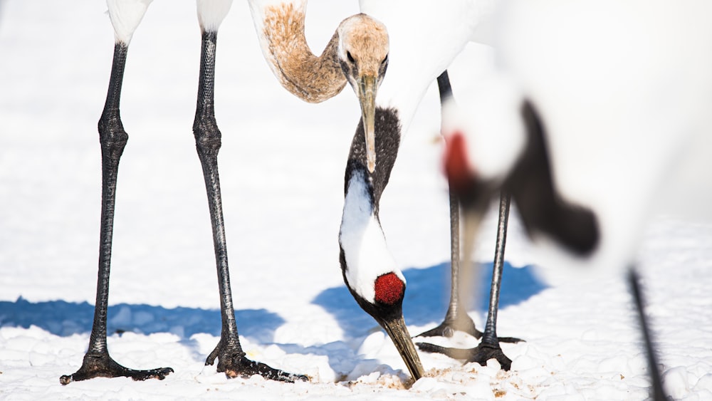 weißer und schwarzer Langschnabelvogel auf schneebedecktem Boden