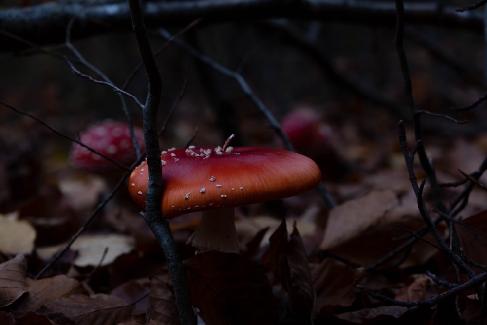 red and white mushroom on brown dried leaves