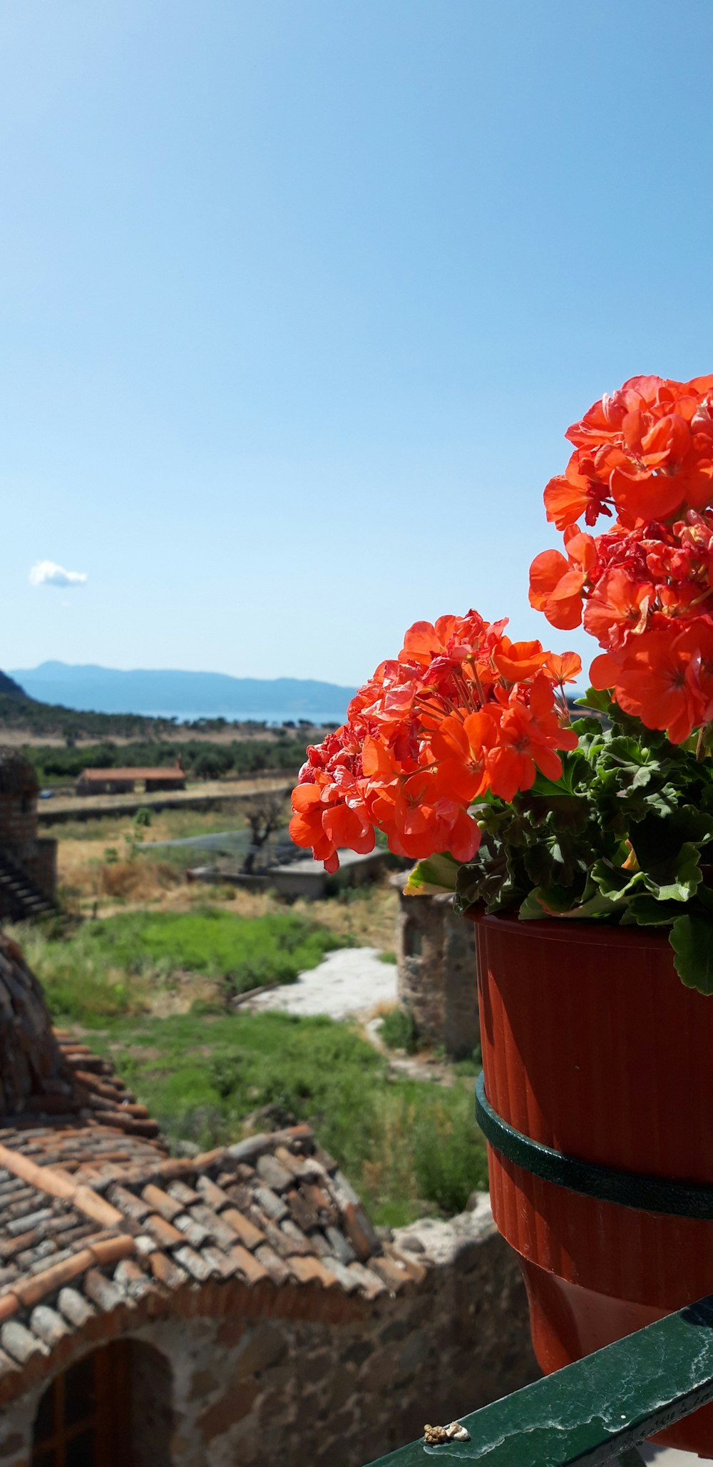 orange flower in brown pot