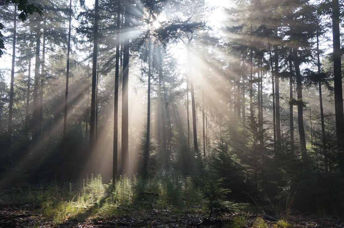 Sun rays streaming through a pine forest