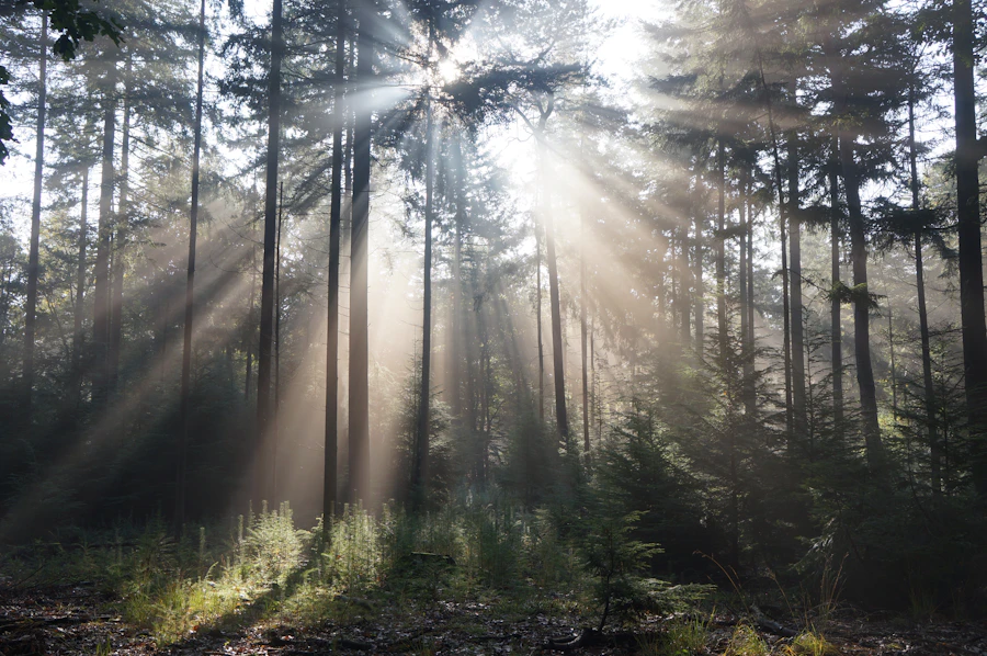 Sun rays shining through tall trees in a forest
