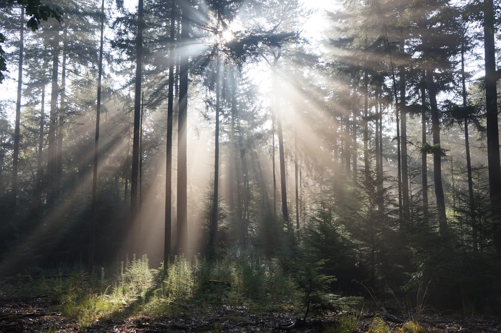 sun rays coming through trees