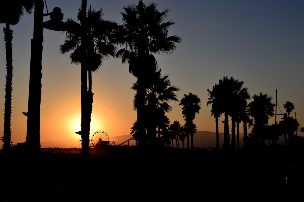 silhouette of palm trees during sunset