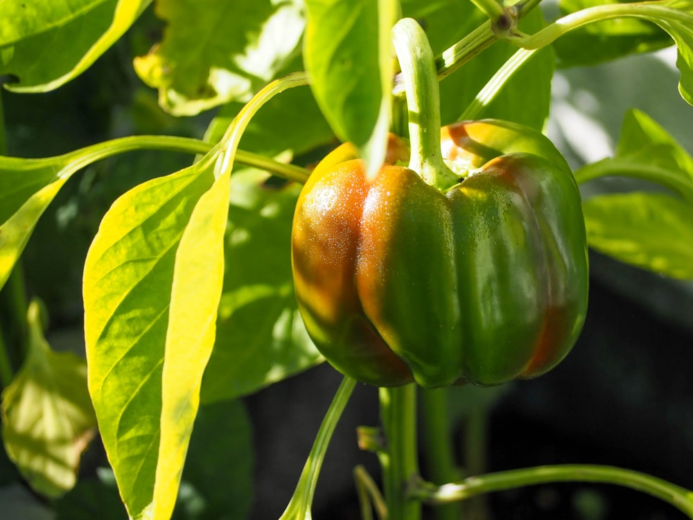 green and red bell pepper