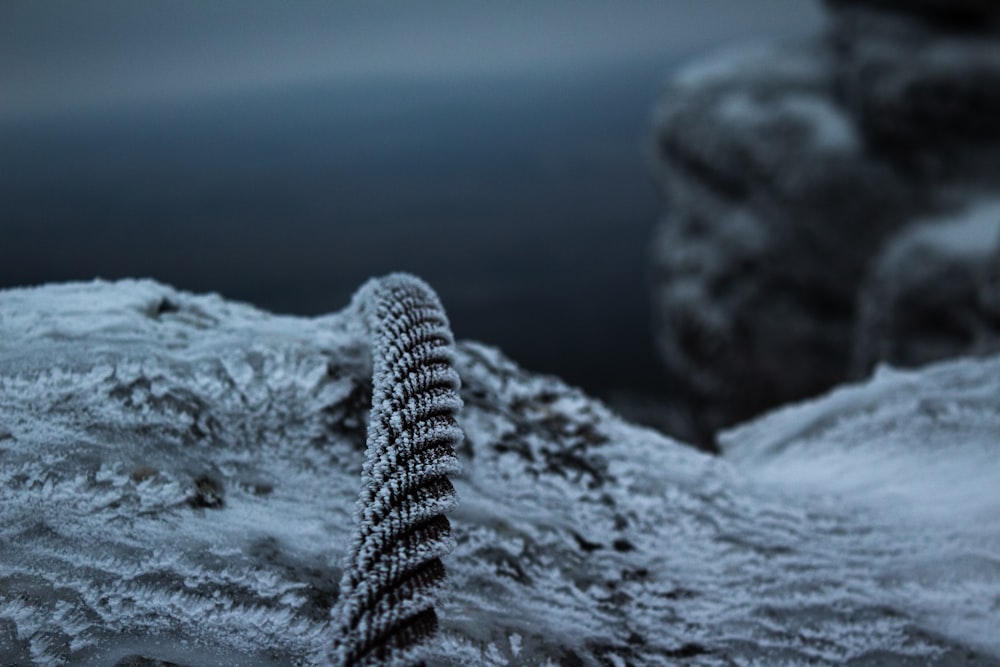 gray rope on gray rock