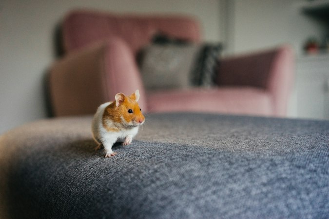 Golden and white Syrian hamster standing on a gray fabric surface