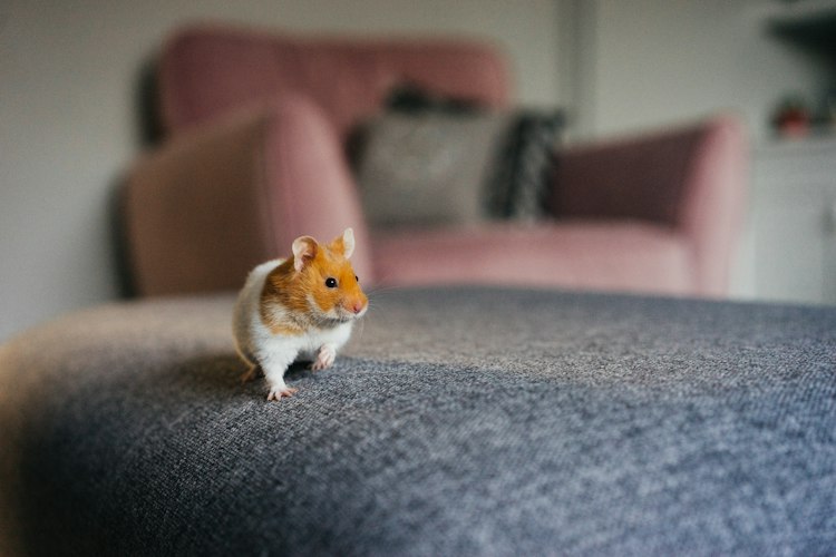 Golden and white Syrian hamster standing on a gray fabric surface