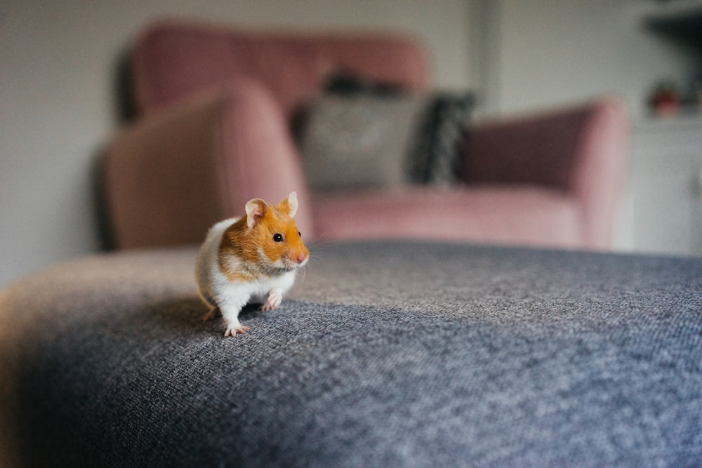 white and brown hamster on gray textile