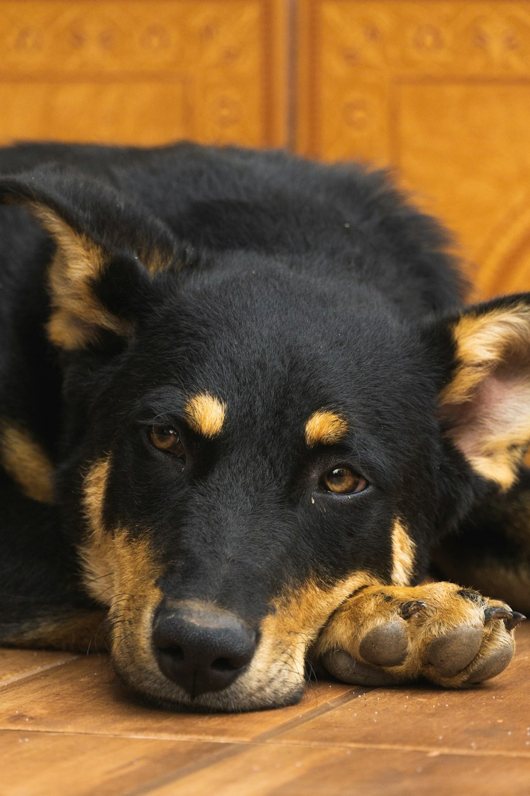 black and tan short coat medium sized dog