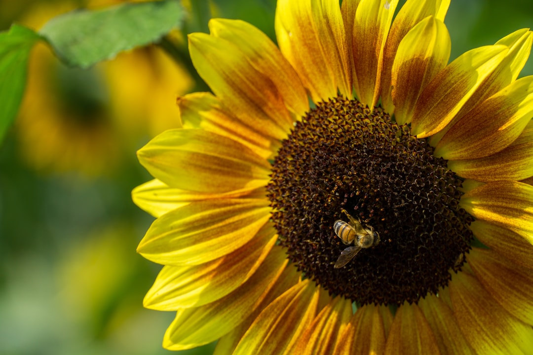 yellow sunflower in macro lens