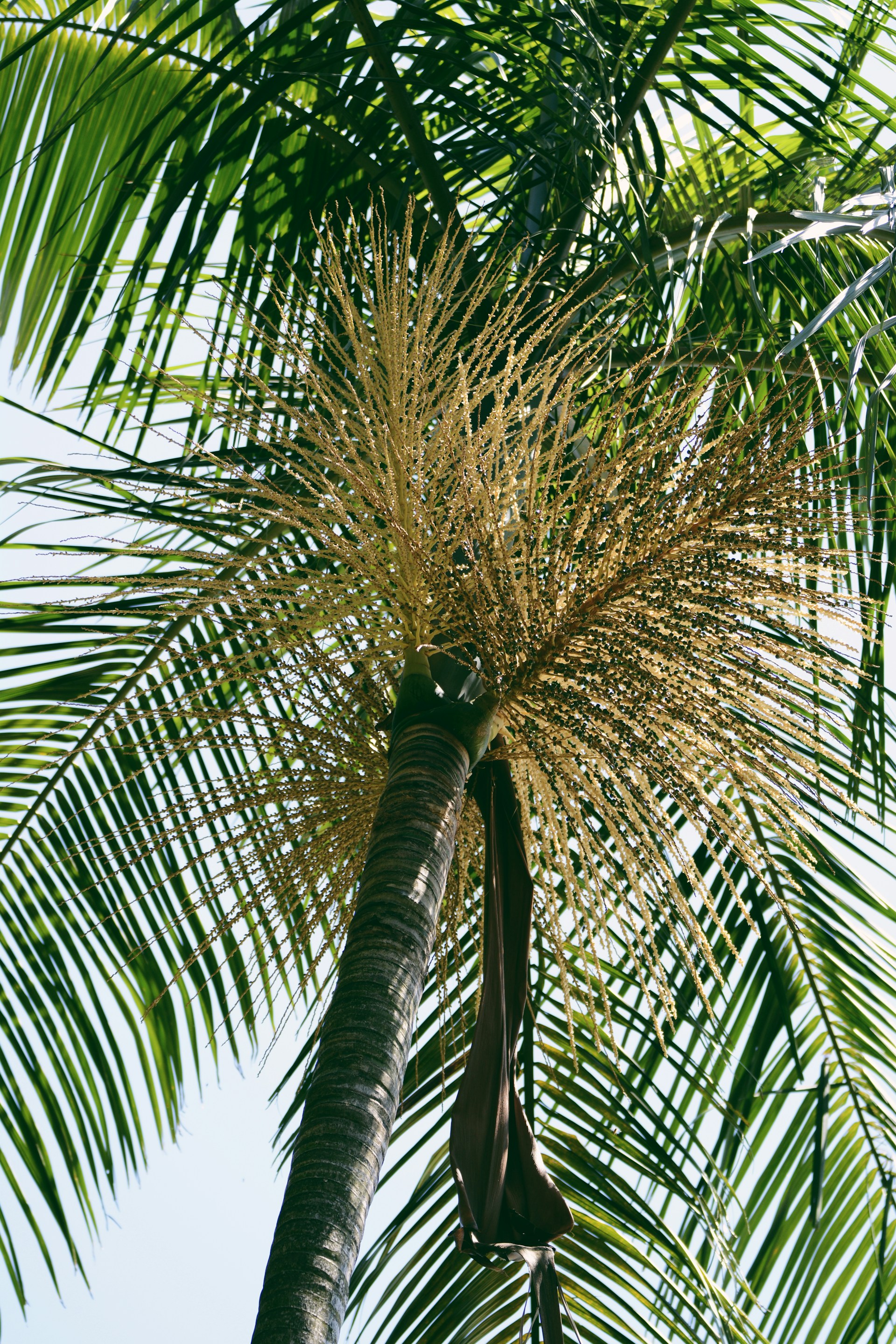green palm tree during daytime