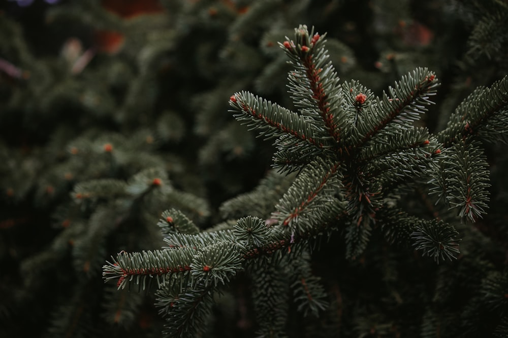 green pine tree covered with snow