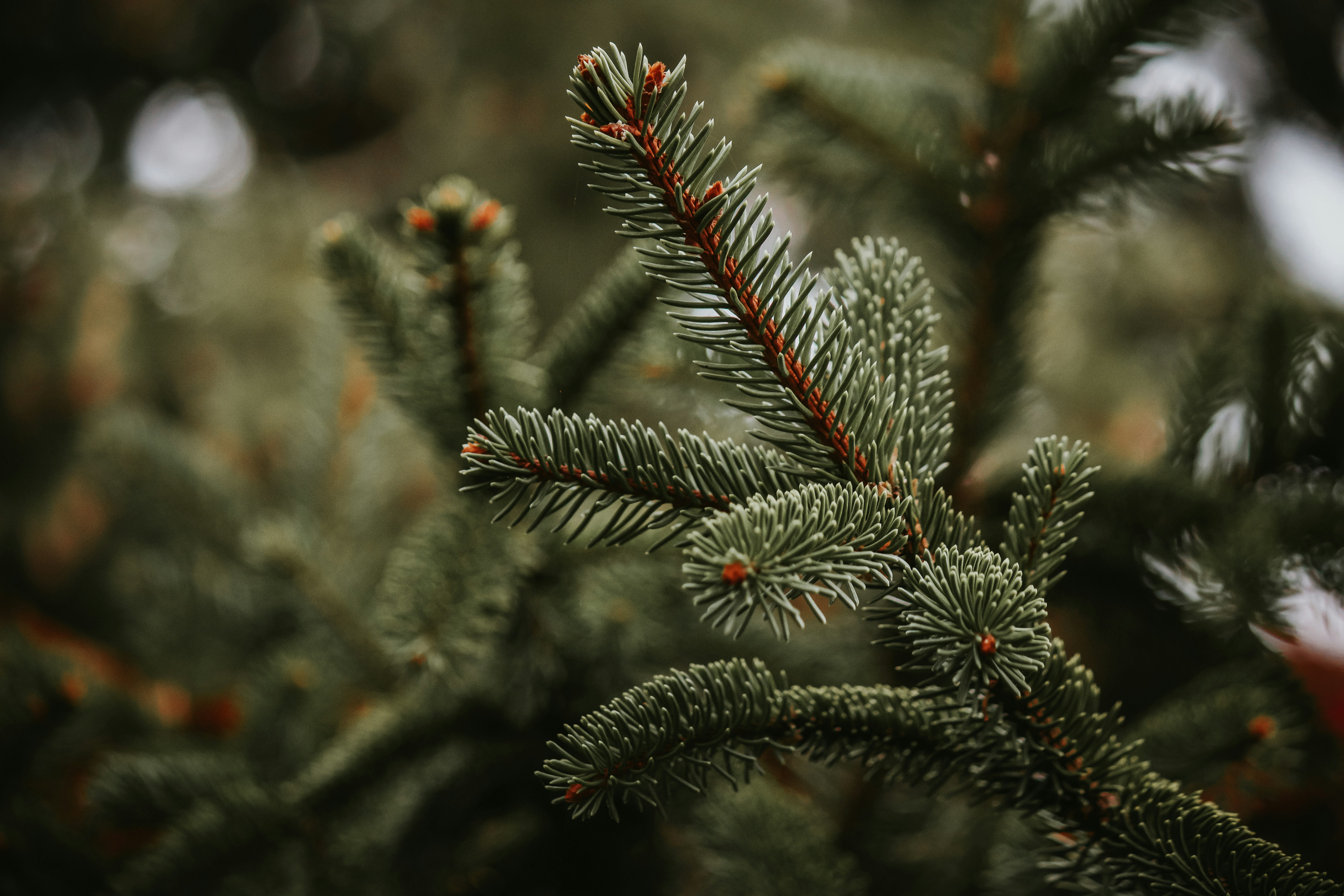 Photo by elisamoldovan