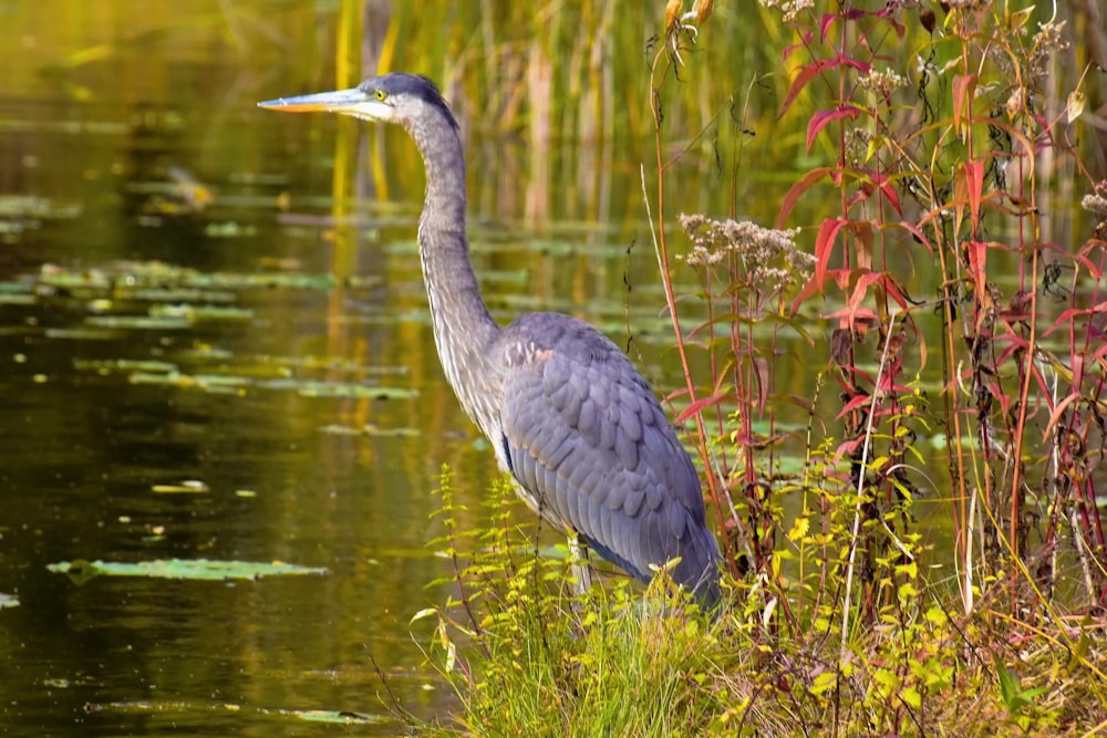 grey heron on water during daytime