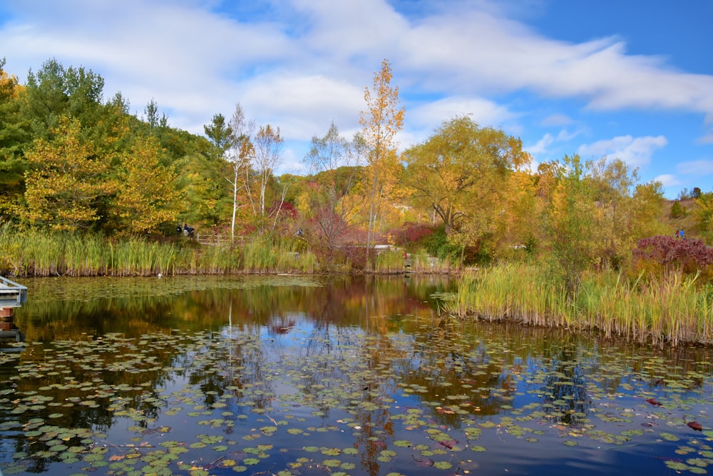 green trees beside river under blue sky during daytime