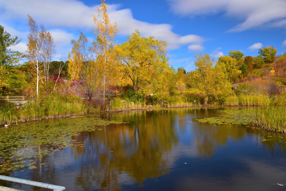 green trees beside river under blue sky during daytime