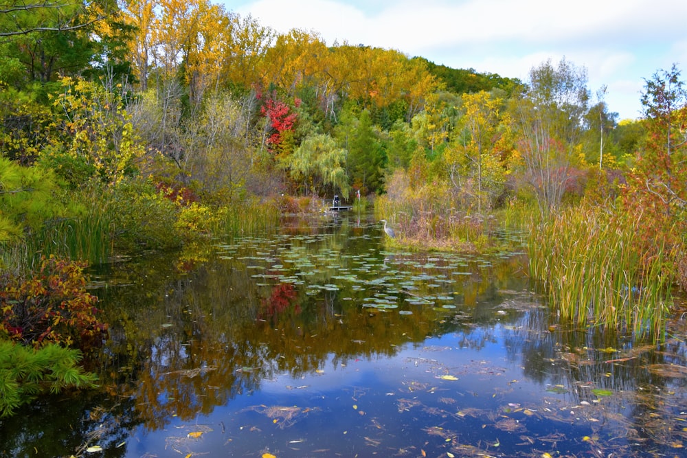 green and brown trees beside river during daytime