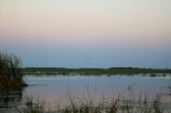 A serene wetland scene with birds resting on reeds at sunset.