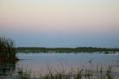A serene wetland scene with birds resting on reeds at sunset.