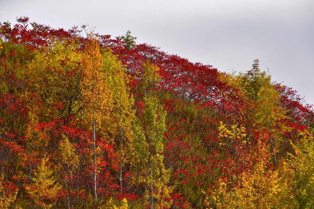 red and green leaf trees