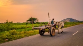man riding on horse carriage on road during daytime
