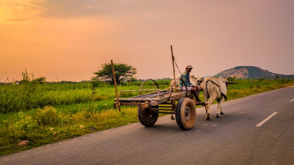 man riding on horse carriage on road during daytime