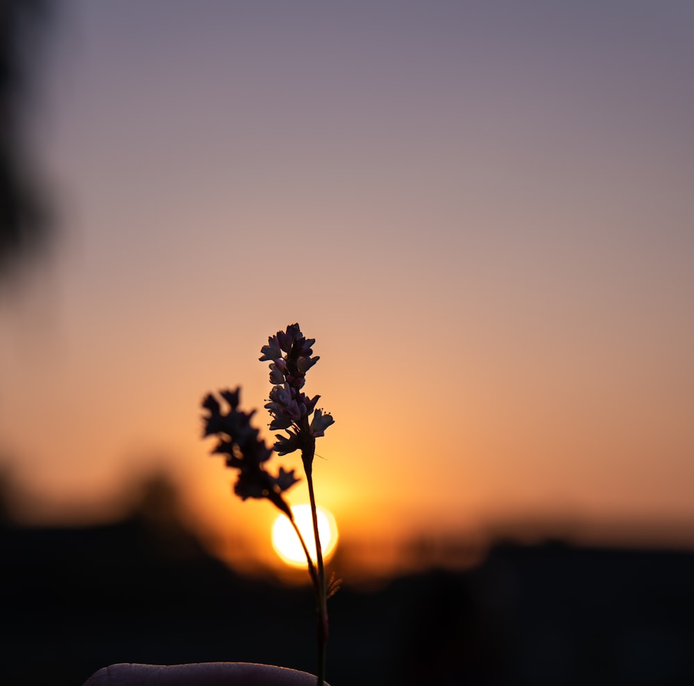 silhouette of plant during sunset